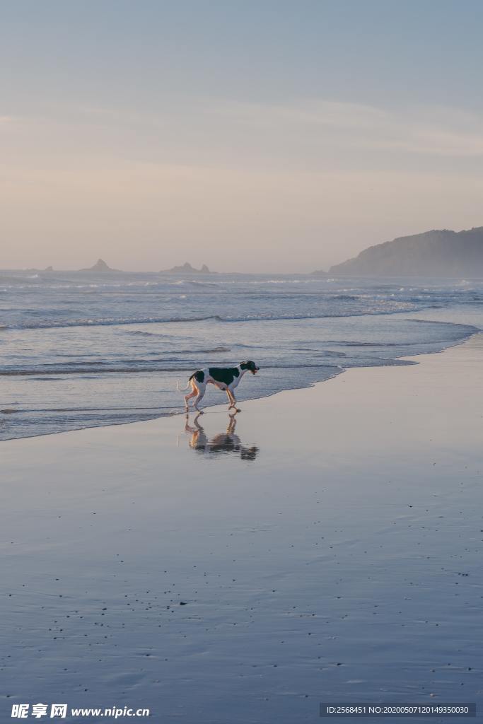 海边小狗