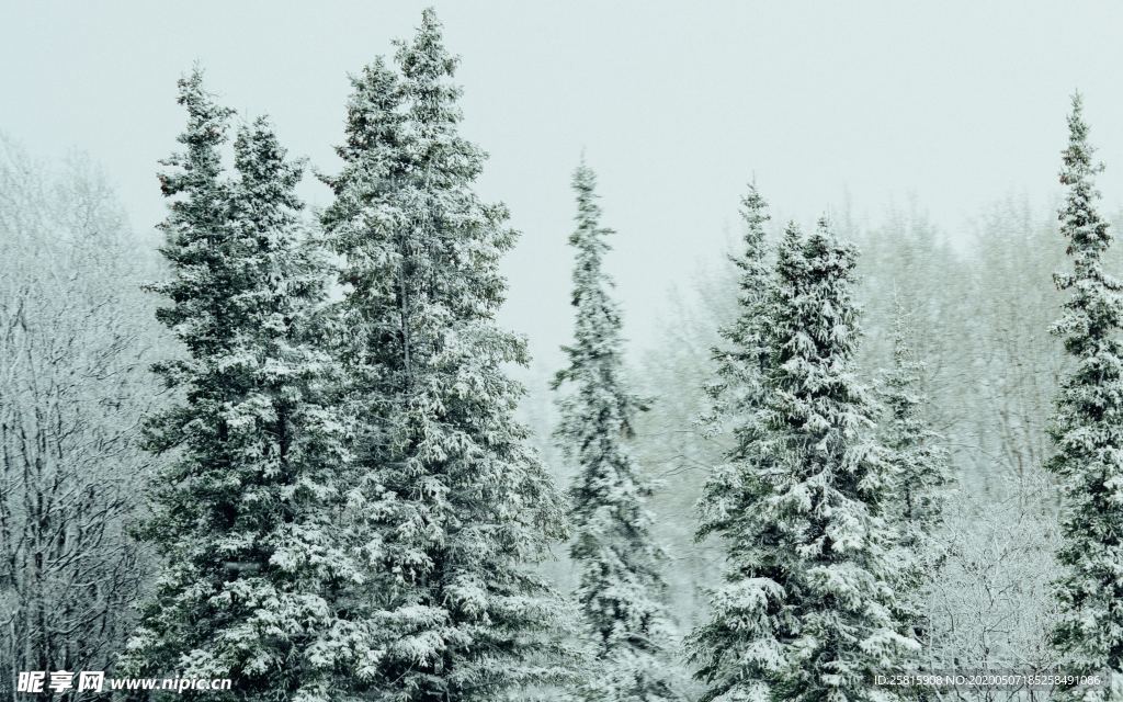 大雪覆盖的树木图片