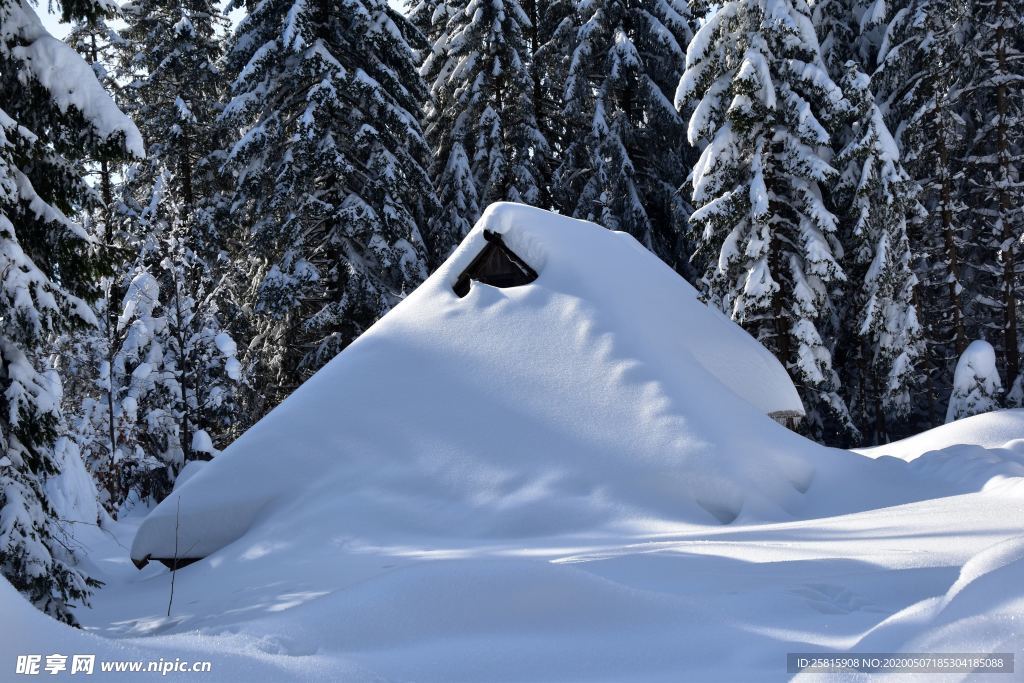 大雪覆盖的树木图片
