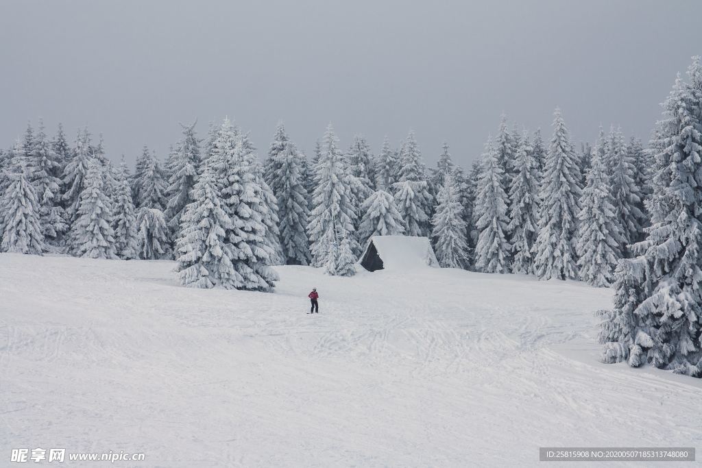 大雪覆盖的树木图片