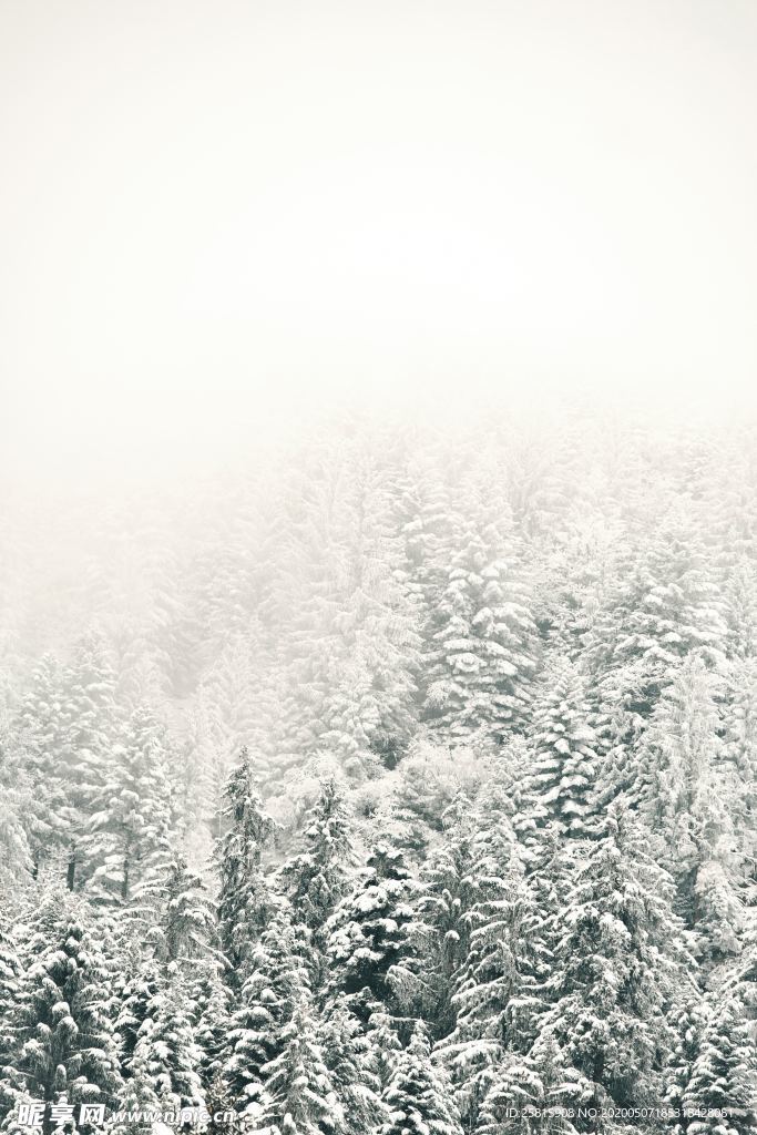 大雪覆盖的树木图片