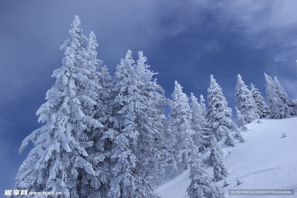 大雪覆盖的树木图片