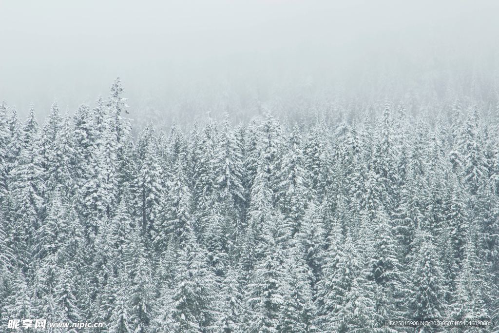 大雪覆盖的树木图片