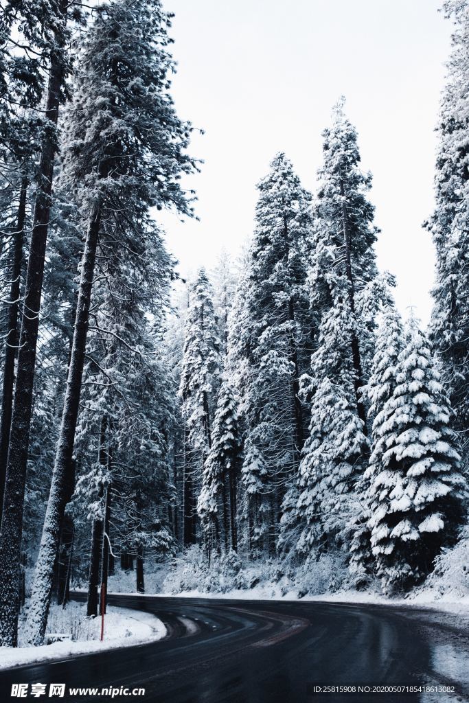 大雪覆盖的树木图片