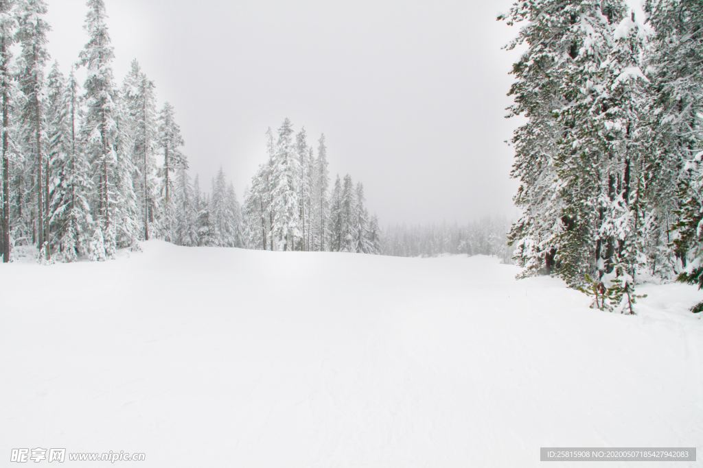 大雪覆盖的树木图片