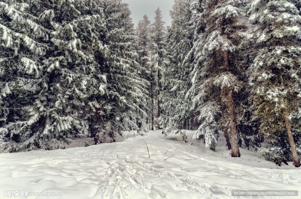 大雪覆盖的树木图片