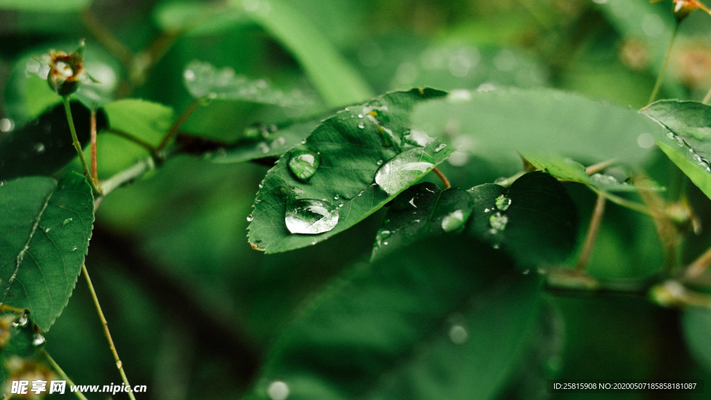 带露珠的绿色叶子图片