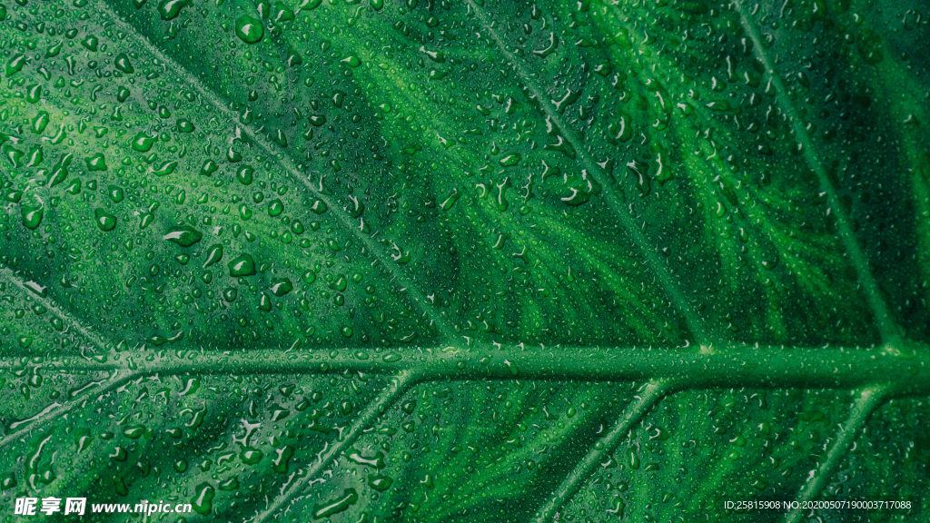 带露珠的绿色叶子图片