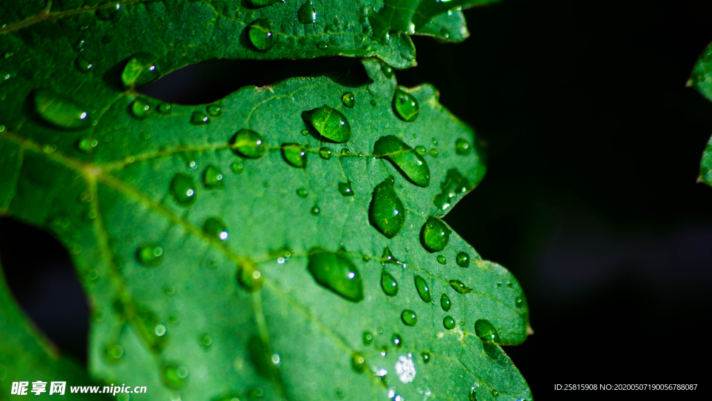 带露珠的绿色叶子图片