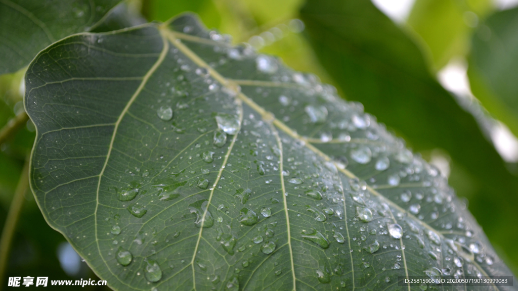 带露珠的绿色叶子图片
