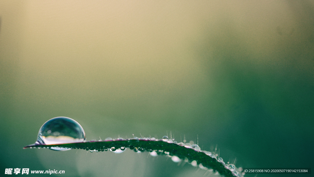 带露珠的绿色叶子图片