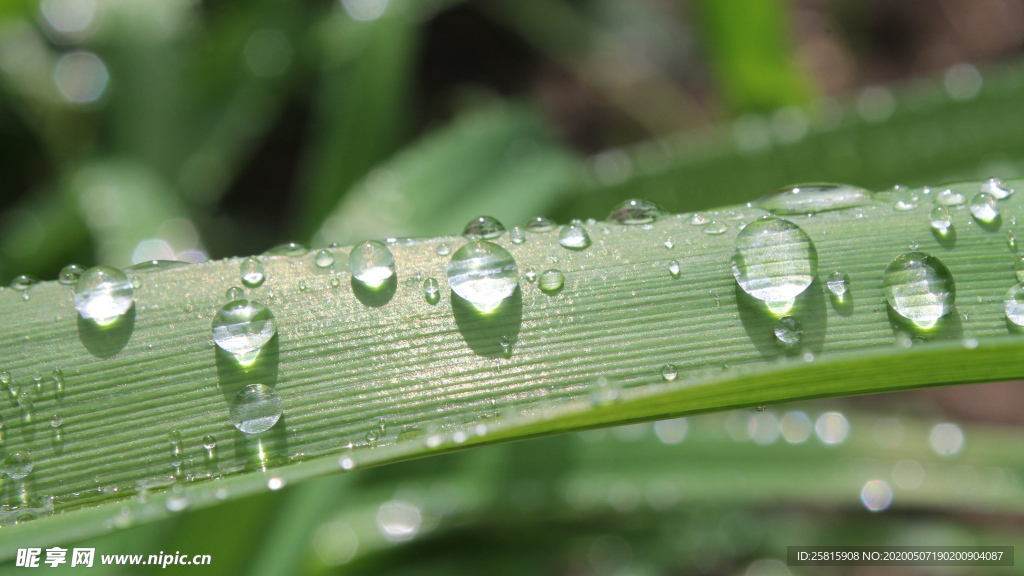 带露珠的绿色叶子图片