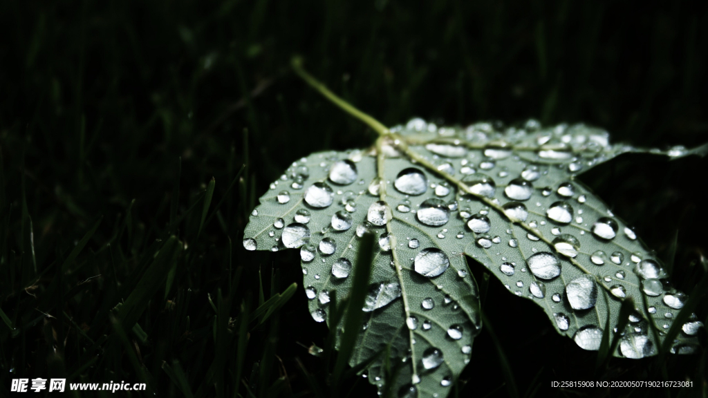 带露珠的绿色叶子图片