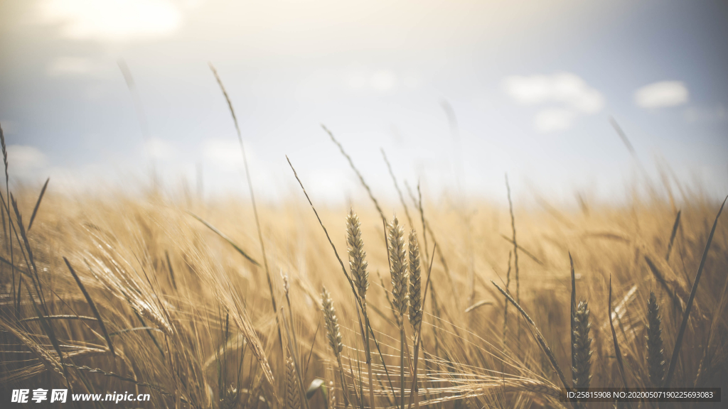 田野里生长的麦子图片