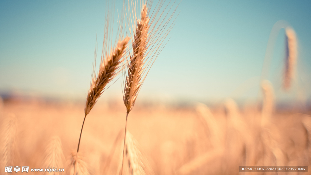 田野里生长的麦子图片