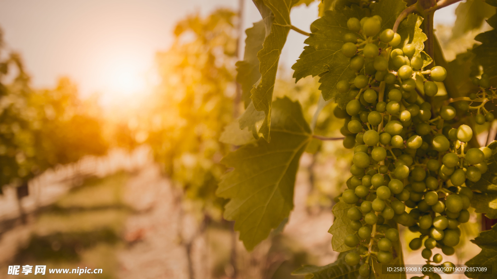 绿色幽静的葡萄园图片