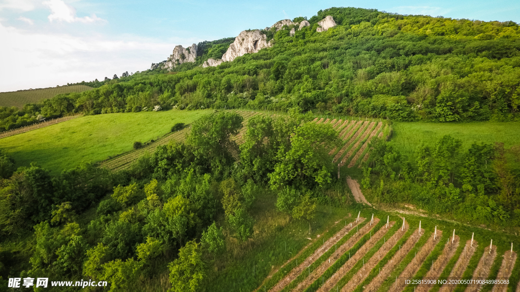 绿色幽静的葡萄园图片