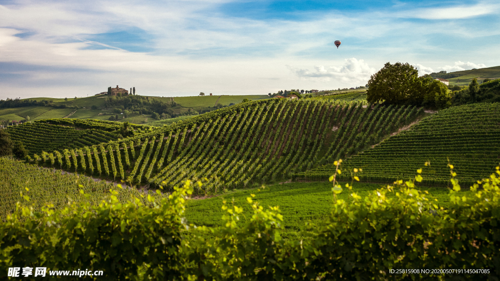 绿色幽静的葡萄园图片