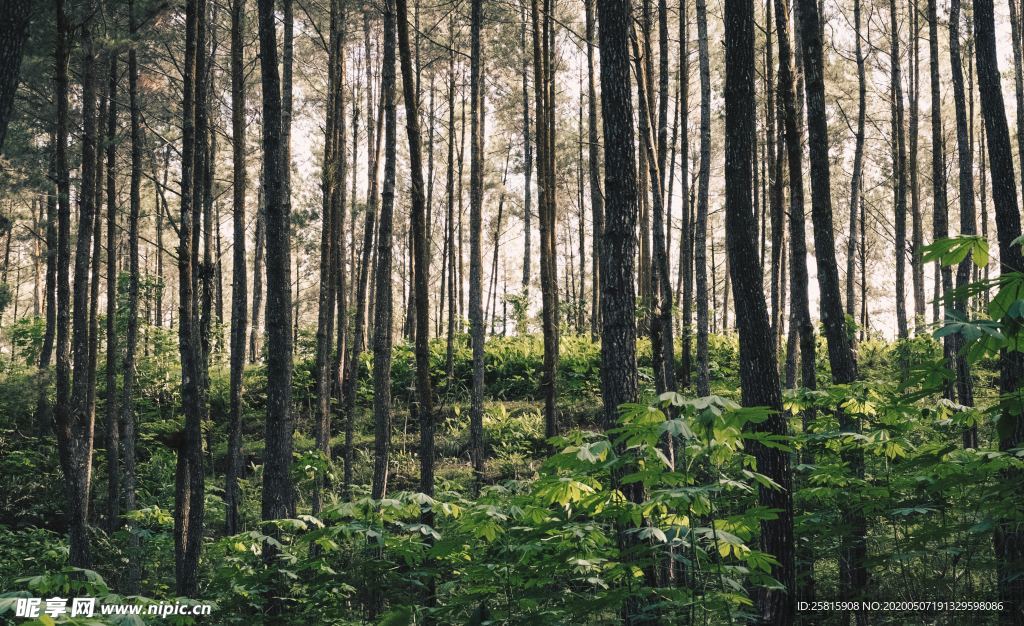 森林里笔直生长的树木图片