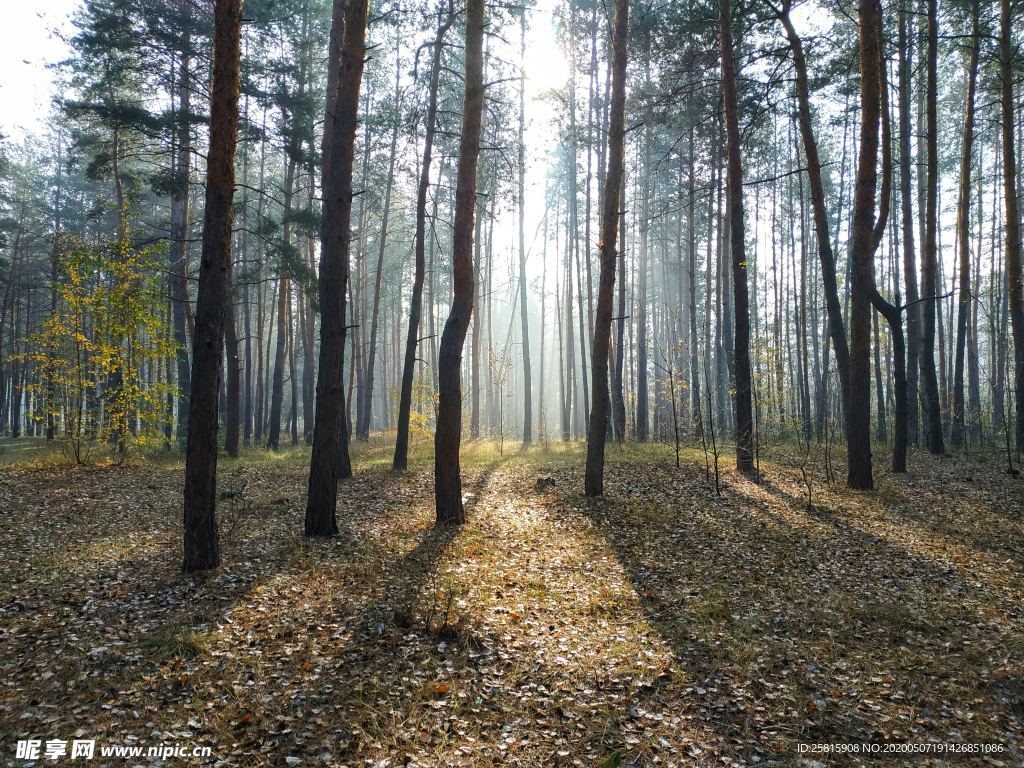 森林里笔直生长的树木图片