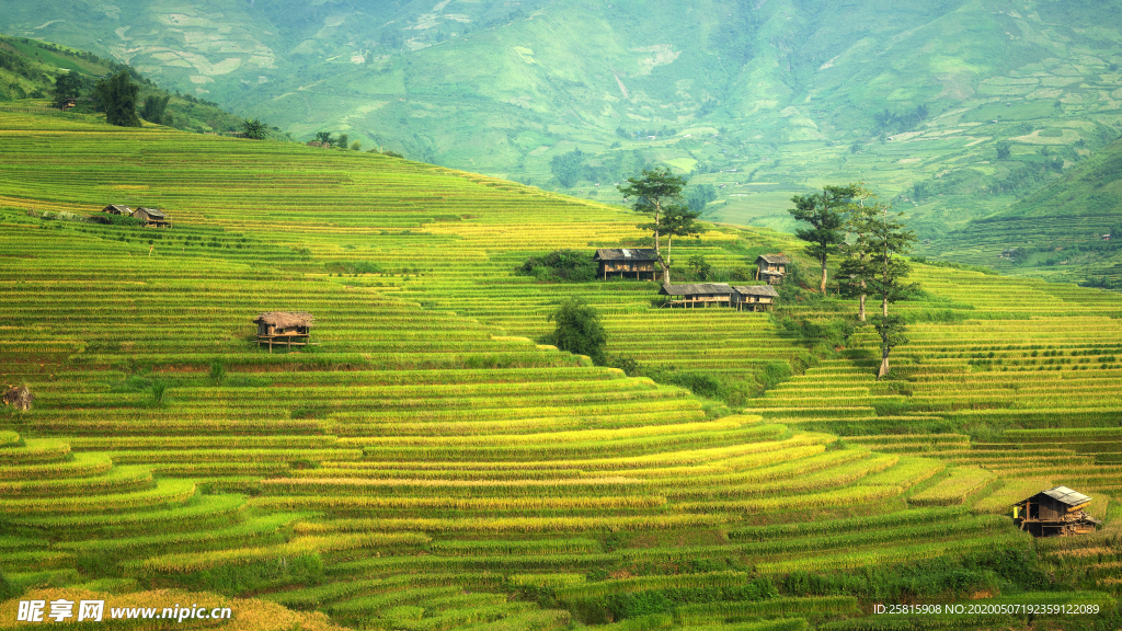 层叠错落的绿色梯田图片