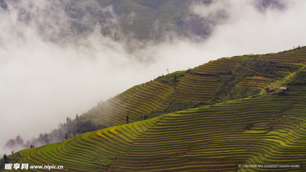 层叠错落的绿色梯田图片