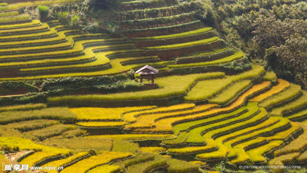 层叠错落的绿色梯田图片