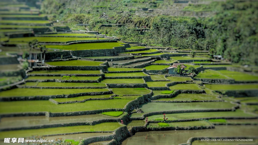 层叠错落的绿色梯田图片