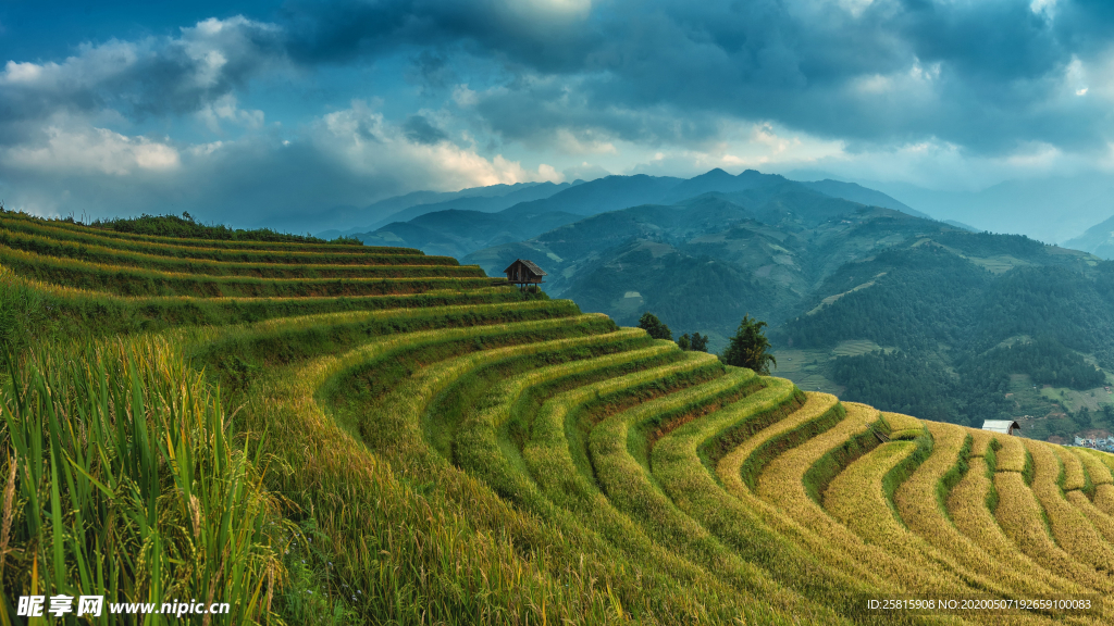 层叠错落的绿色梯田图片