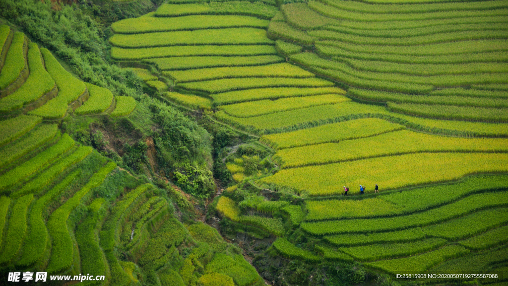 层叠错落的绿色梯田图片