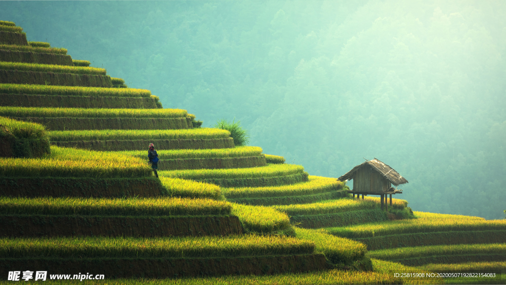 层叠错落的绿色梯田图片