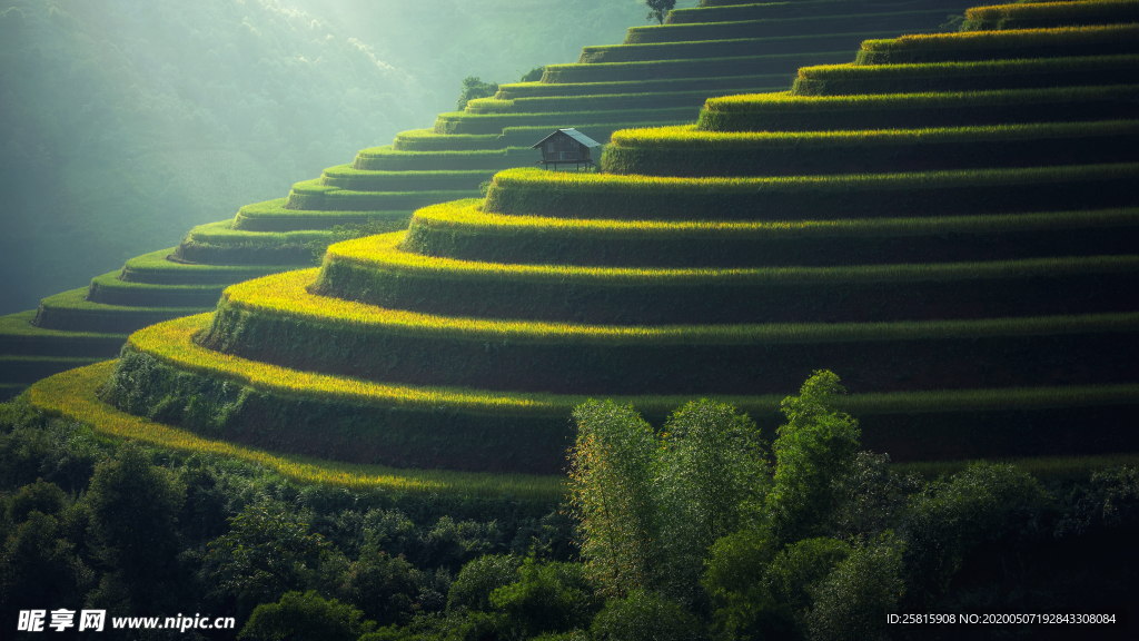 层叠错落的绿色梯田图片