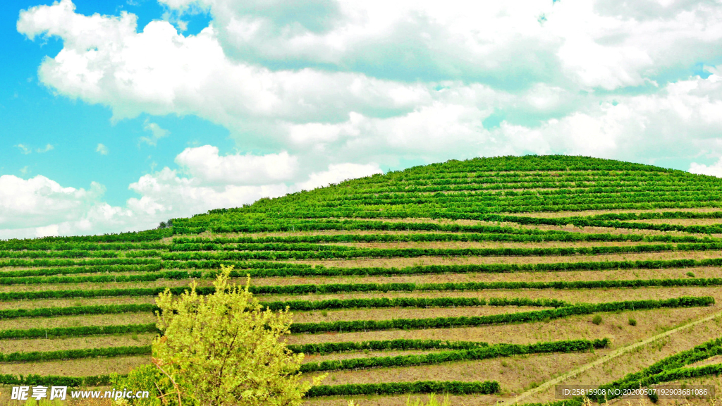 层叠错落的绿色梯田图片