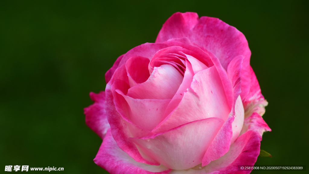 五颜六色的月季花图片