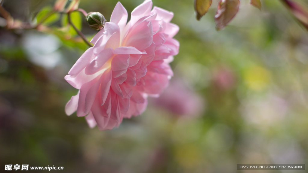 五颜六色的月季花图片