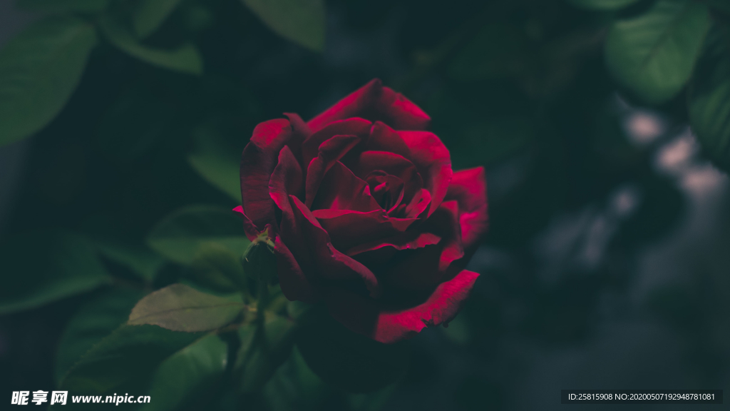 五颜六色的月季花图片