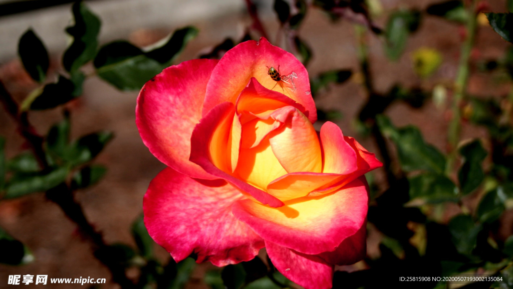 五颜六色的月季花图片