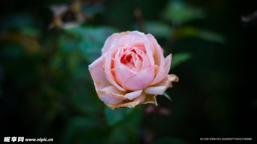 五颜六色的月季花图片