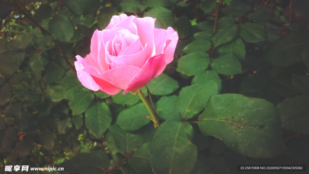 五颜六色的月季花图片