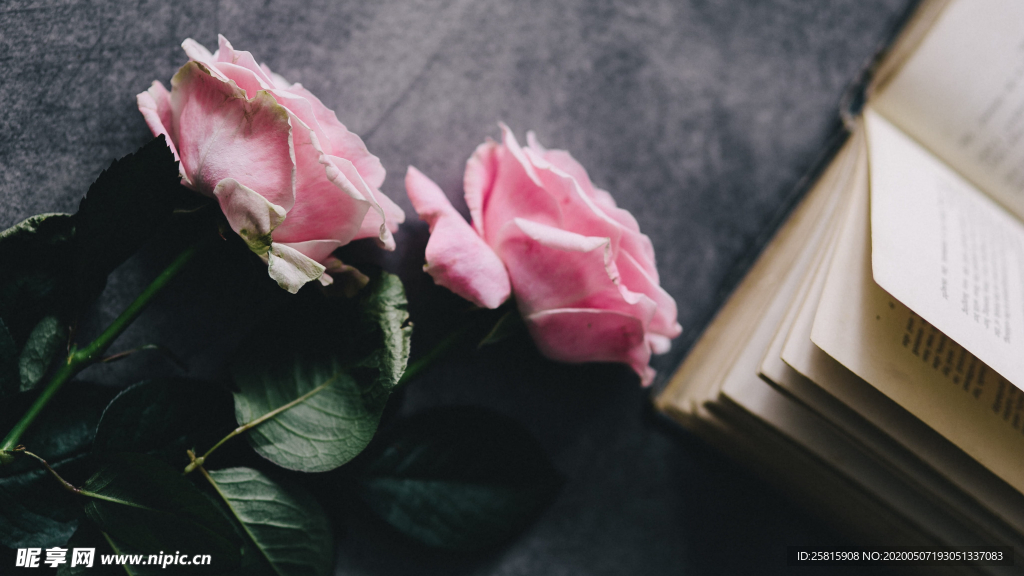 五颜六色的月季花图片