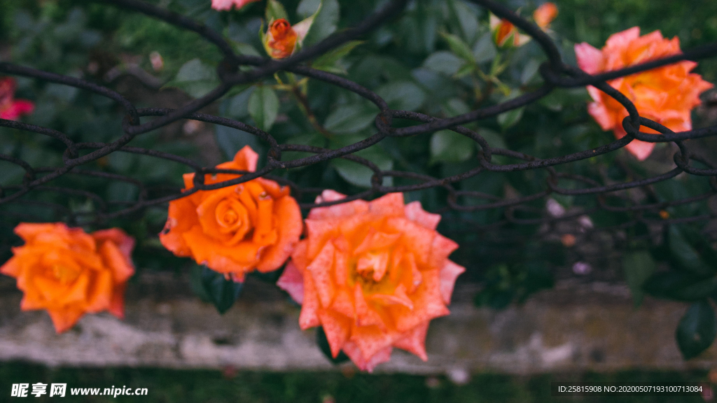 五颜六色的月季花图片