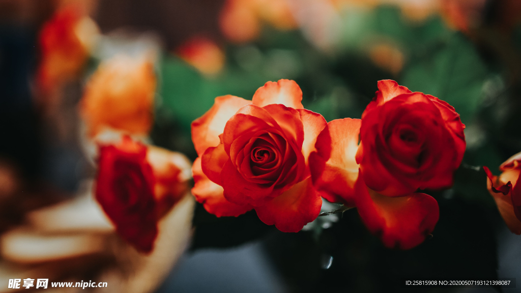 五颜六色的月季花图片