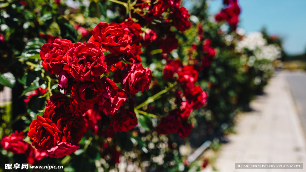 五颜六色的月季花图片