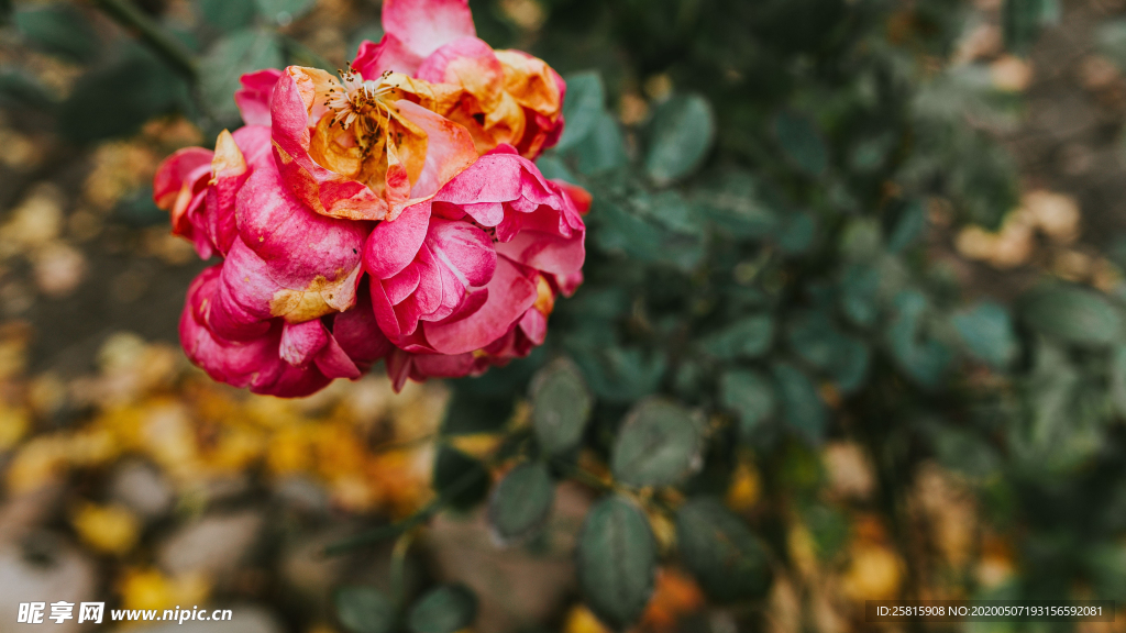 五颜六色的月季花图片