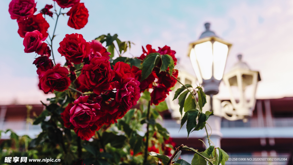 五颜六色的月季花图片