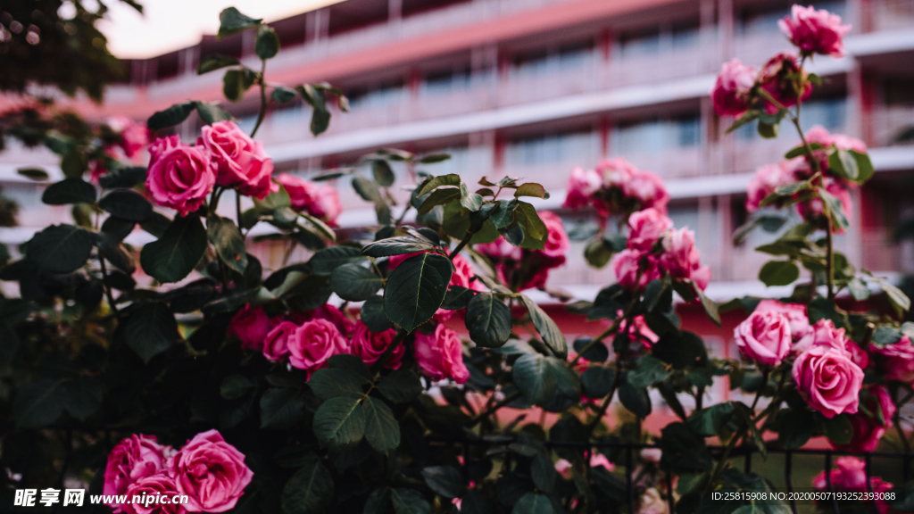 五颜六色的月季花图片