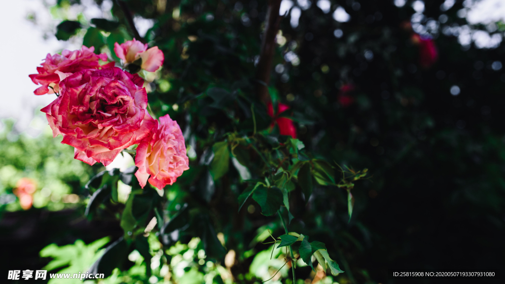 五颜六色的月季花图片