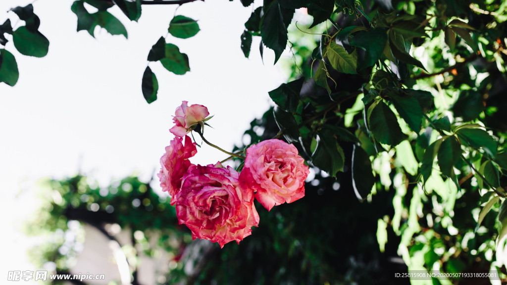 五颜六色的月季花图片