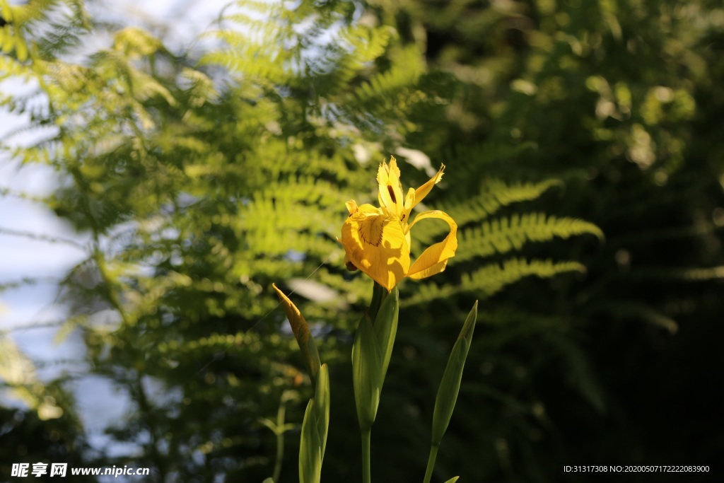夏天 黄色 绿色 日 花卉 性