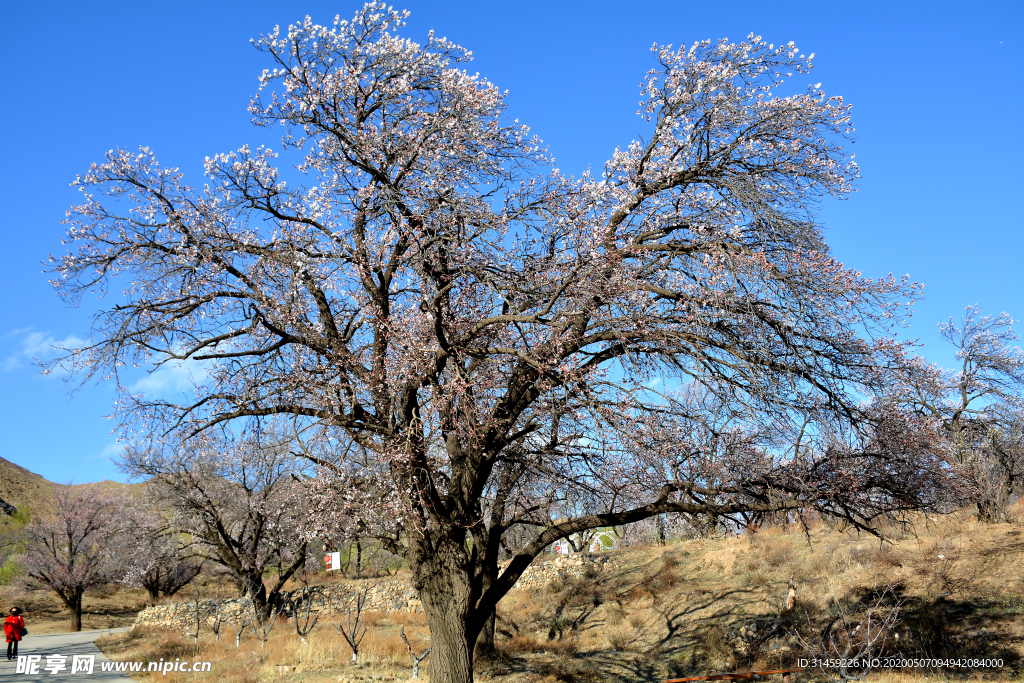 山西省大同市阳高县守口堡
